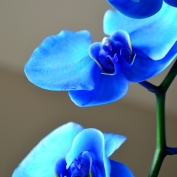 Blue Orchid III