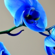 Blue OrchidI