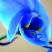 Blue OrchidII