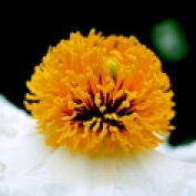 Stems inside flower
